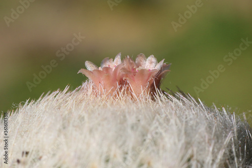 Epithelantha micromeris, side view detail of pink flowers photo