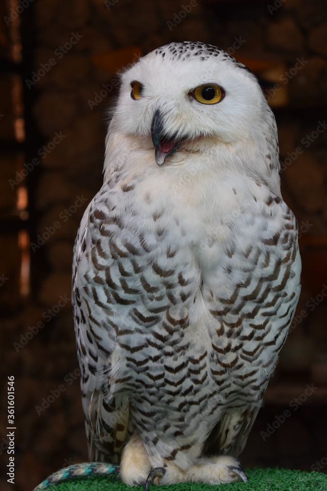 Fototapeta premium great horned owl