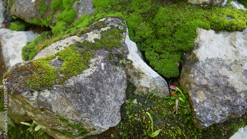 moss tightly attached to the rocks