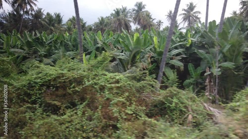Wallpaper Mural Banana Plantations Passing By Nilgiri Mountain Railway Train 
at Ooty, Udagamandalam, Ootacamund, Udhagai, Tamil Nadu, India. Torontodigital.ca