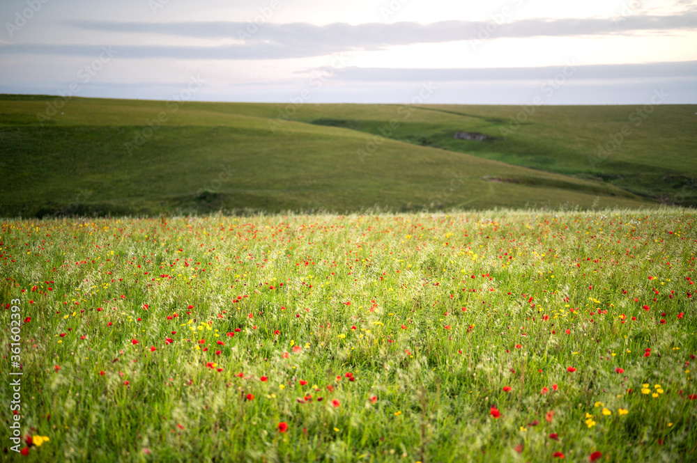 Vibrant red Poppies to hillside at West Pentire, Cornwall - UK