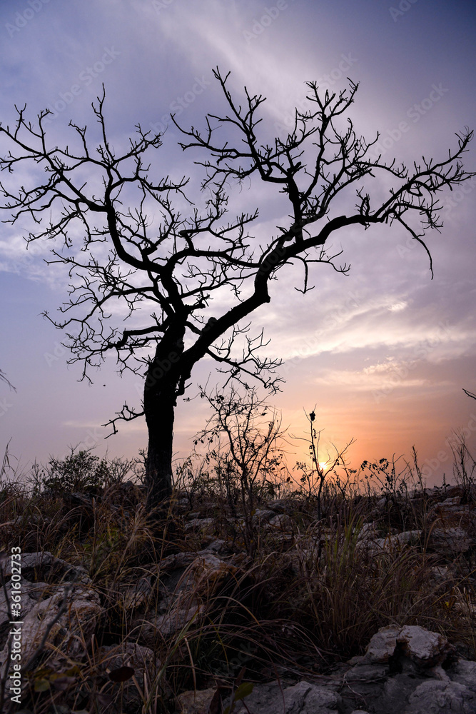 Silhouette of a tree against the setting sun on the heights of a mountain. Silhouette of a tree against the setting sun on the heights of a mountain.