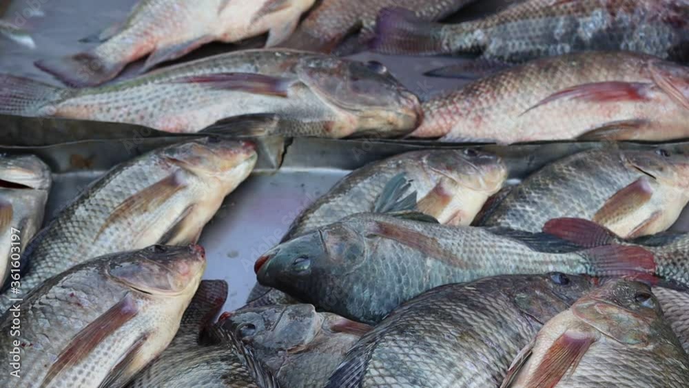 Tilapia fishes fresh in metal tray closeup for sell at flea market. Is a nutritious food in Thailand. Tilapia fishes fresh in metal tray closeup for sell at flea market. Is a nutritious food in Thailand.