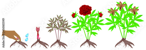 Cycle of growth of red peony plant on a white background.