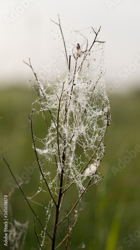 Delicate and thin web © anderus