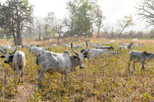A herd of zebus graze grass in northern Benin.