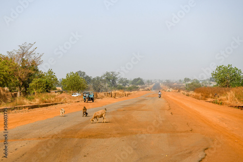 Sheep eating leaves on a road in northern Benin.