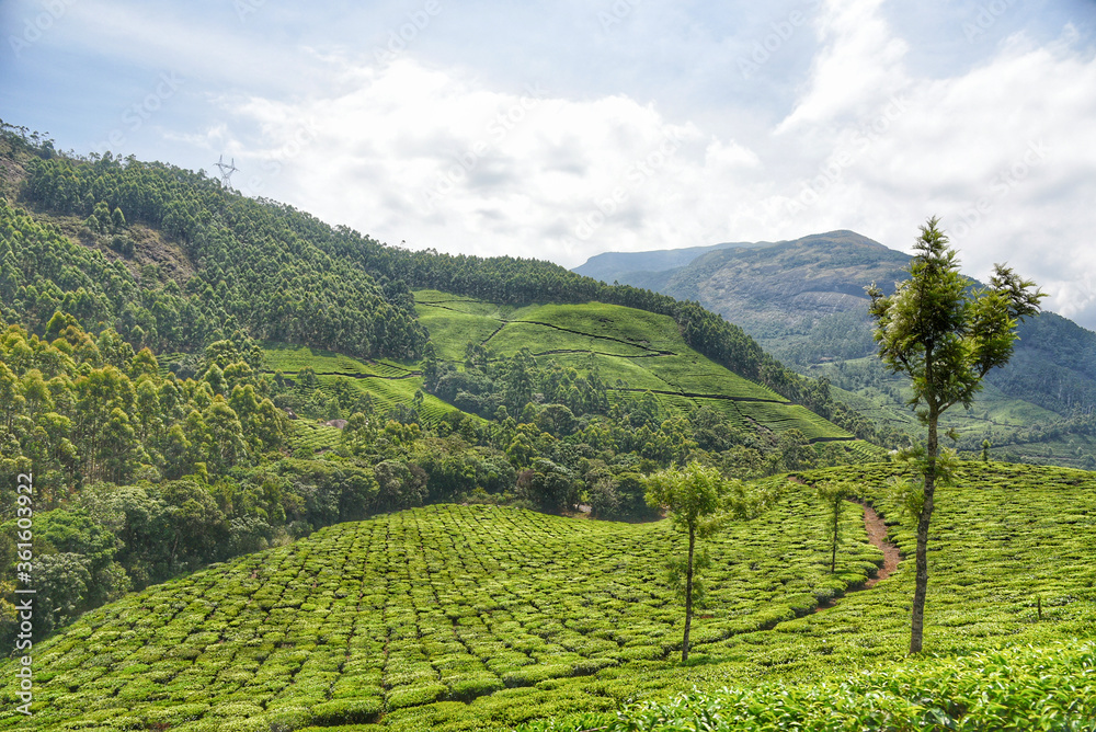 Beautiful fresh green tea plantation or estate in the hills of Munnar, Kerala, India. Scenery of Indian tea cultivation on mountains. fresh tender green tea leafs in misty morning. 