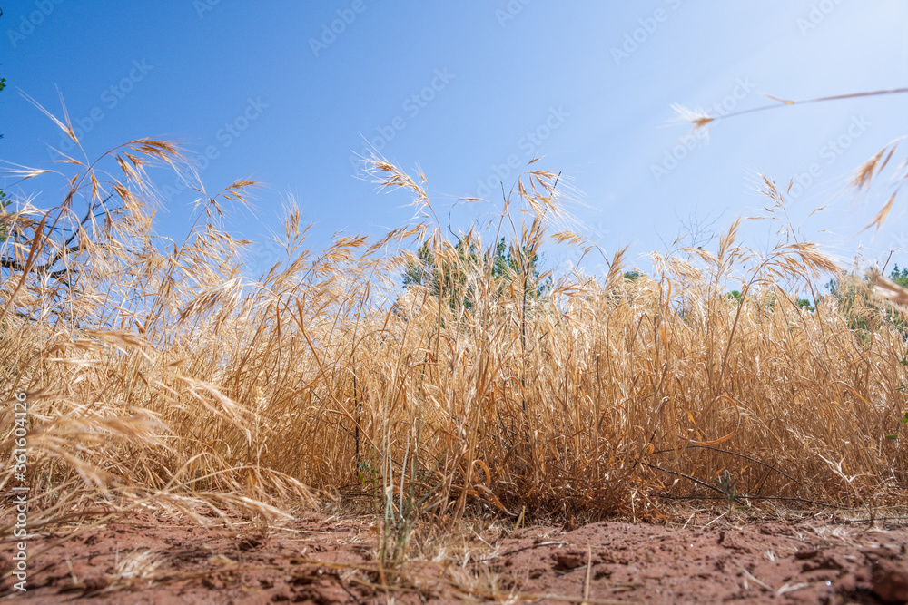 Obraz premium Fresh Growth in the Grass