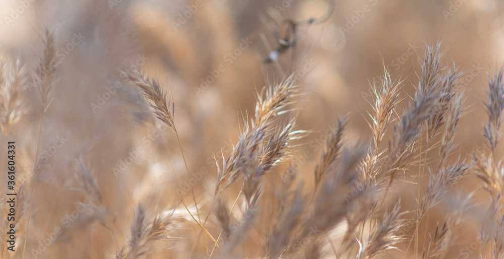 Tall Grass in the dry Arizona breeze Tall Grass in the dry Arizona breeze