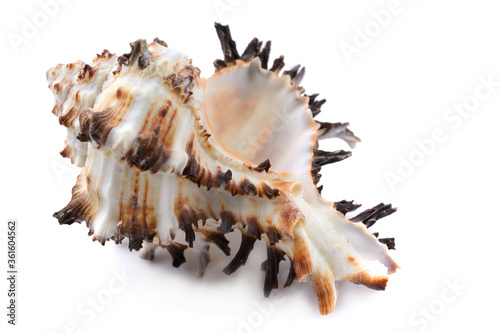 Murex seashell, close-up, on a white isolated background, horizontal view, close-up