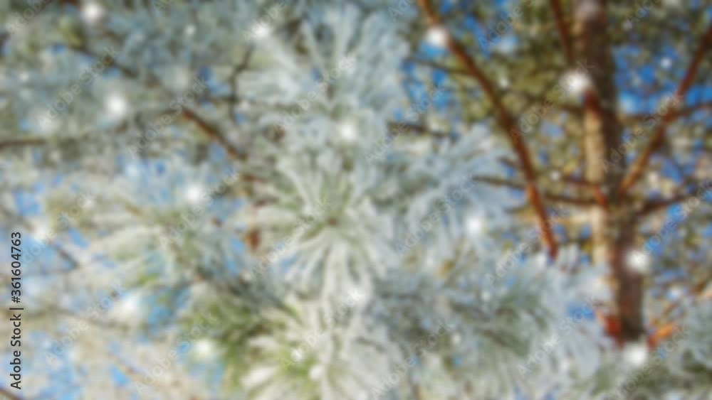 The branch of spruce with a transparent ice and falling snow The branch of spruce with a transparent ice and falling snow