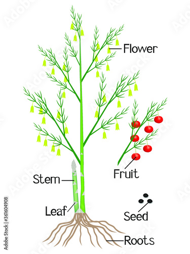 An illustration showing parts of a asparagus plant.
