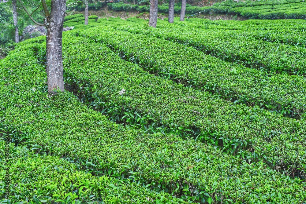 Beautiful fresh green tea plantation or estate in the hills of Munnar, Kerala, India. Scenery of Indian tea cultivation on mountains. fresh tender green tea leafs in misty morning. 