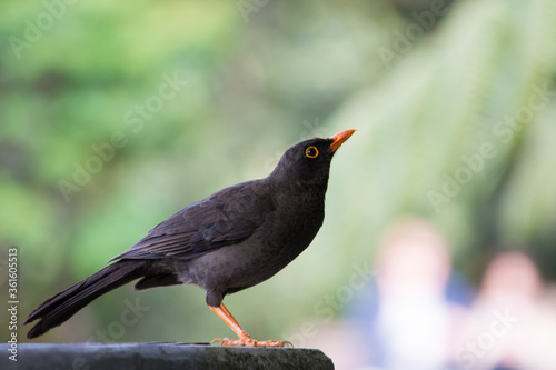 Mirla portrait, Turdus merula. black bird Turdus merula in its natural photo