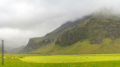 Sheep are grazing at the base of the lush mossy hills in Iceland photo