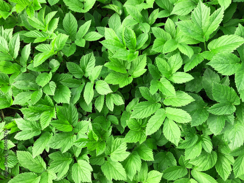 Bright greenery background in a sunny day, lush green ground elder backdroop