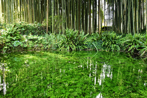 Beautiful pond with many aquatic plants against a big bamboo forest - Save the planet and care plants concept - Japanese garden design & Zen concept - Nature backdrop and growing bamboo border design