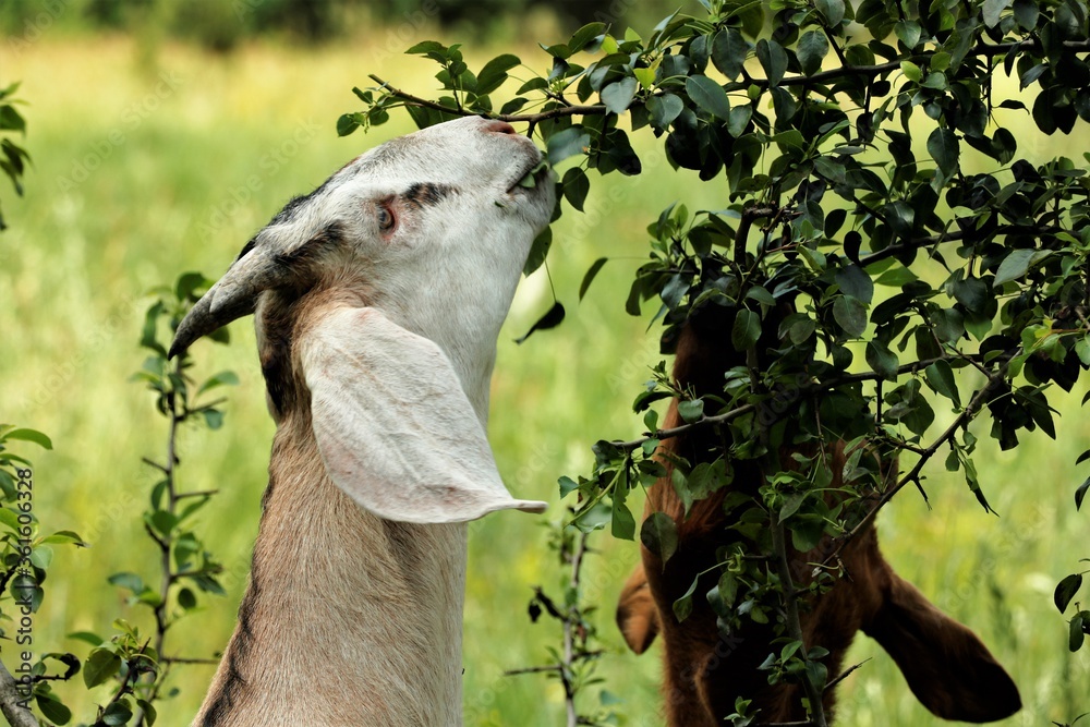 Goat goat goat goat autumn nature summer eat grass eat Goat goat goat goat autumn nature summer eat grass eat