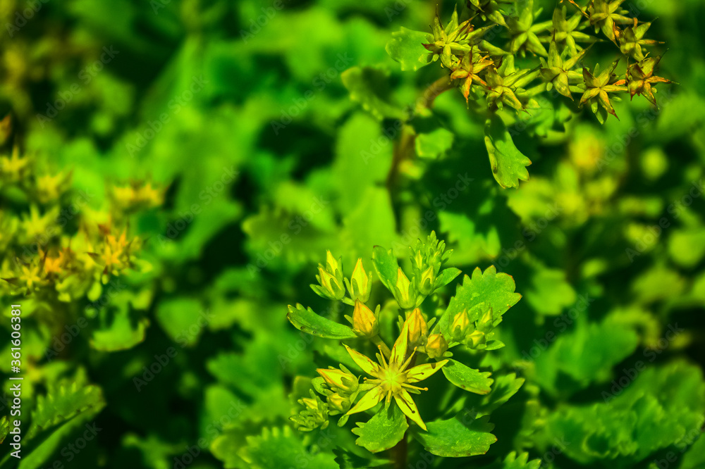 Kamchatka stonecrop, with yellow flowers. Kamchatka stonecrop, with yellow flowers.