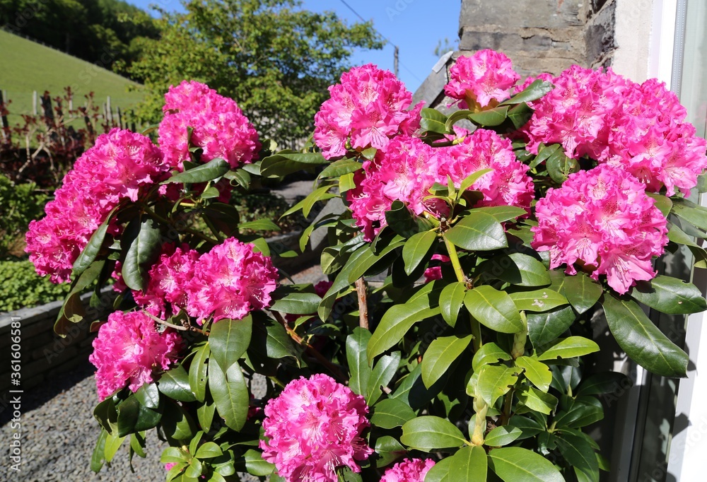 A closeup view of the vibrant pink flowers on a Rhododendron plant.