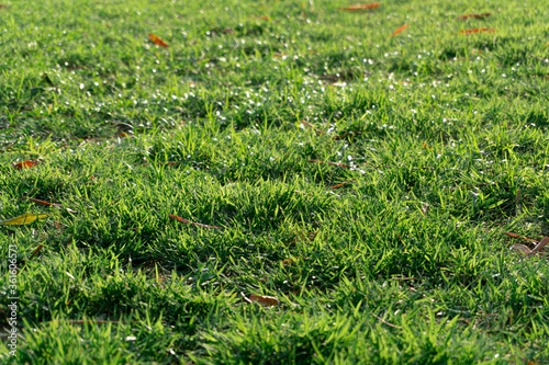 Close-up photo of vibrant grass lawn against sunlight in the field.