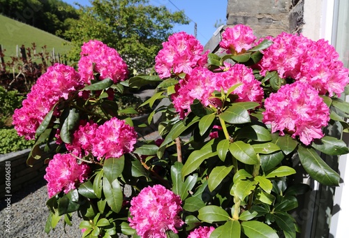 A closeup view of the vibrant pink flowers on a Rhododendron plant.