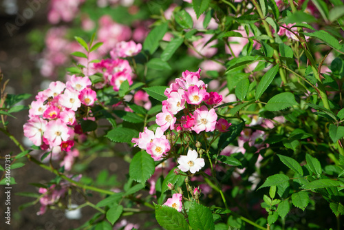 Pink Rose variety Mozart flowering in a garden.