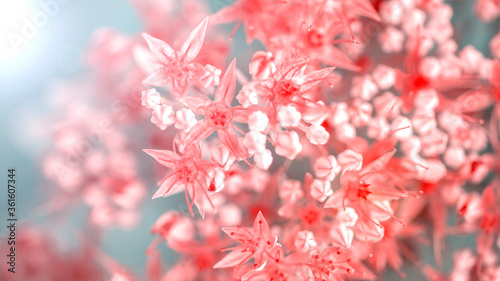 beautiful pink flowers on blurred natural background, summer concept 