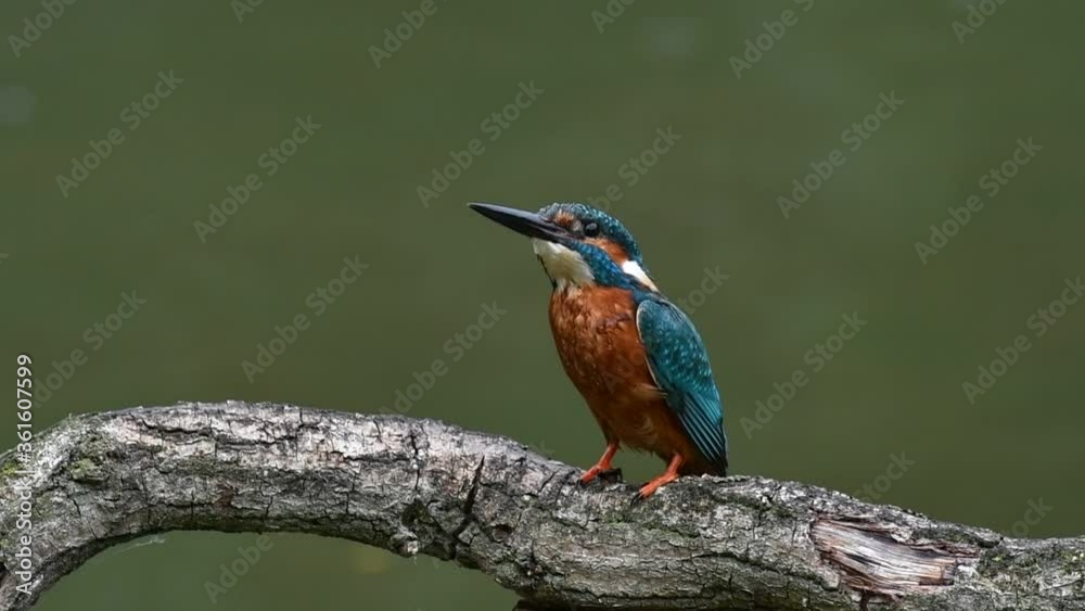 Common kingfisher (Alcedo atthis) male landing on branch over pond, shaking off water and flying away Common kingfisher (Alcedo atthis) male landing on branch over pond, shaking off water and flying away