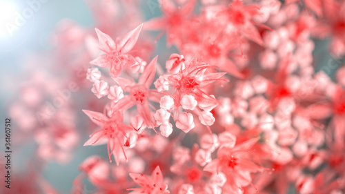 beautiful pink flowers on blurred natural background, summer concept 