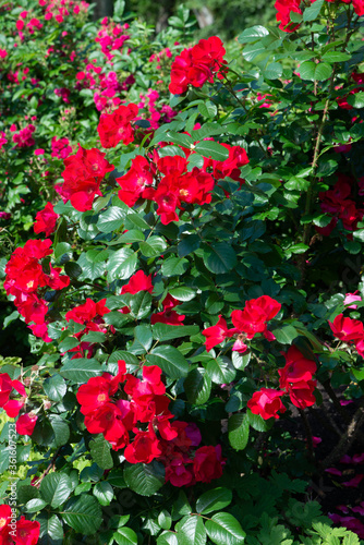 Red Rose variety Robusta flowering in a garden.