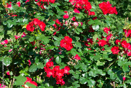 Red Rose variety Robusta flowering in a garden.