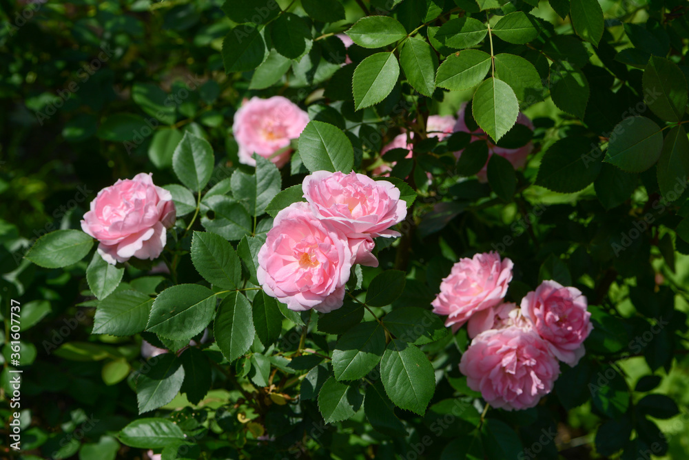 Pink Rose variety Prairie Joy flowering in a garden. Pink Rose variety Prairie Joy flowering in a garden.