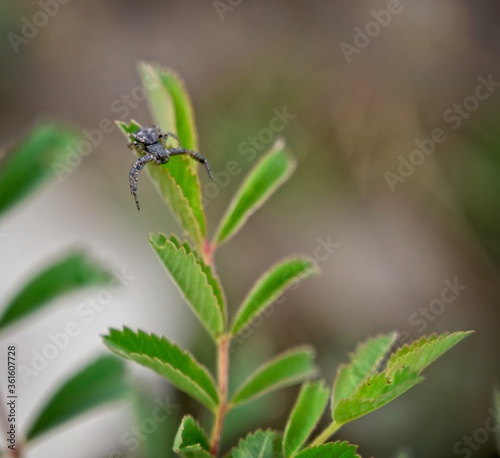 spider on a leaf © Gavin Walters Photos