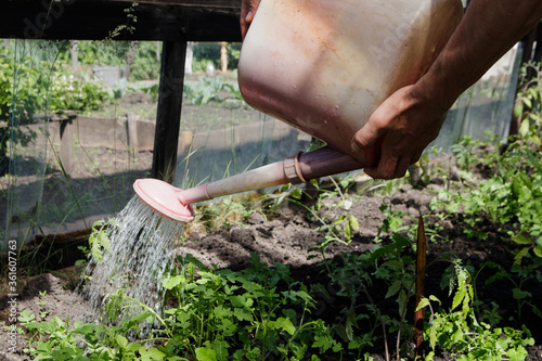 watering plants from a watering can in a greenhouse