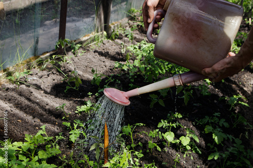 watering plants from a watering can in a greenhouse