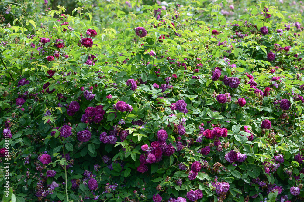 Purple Rose variety Tuscany Superb flowering in a garden.