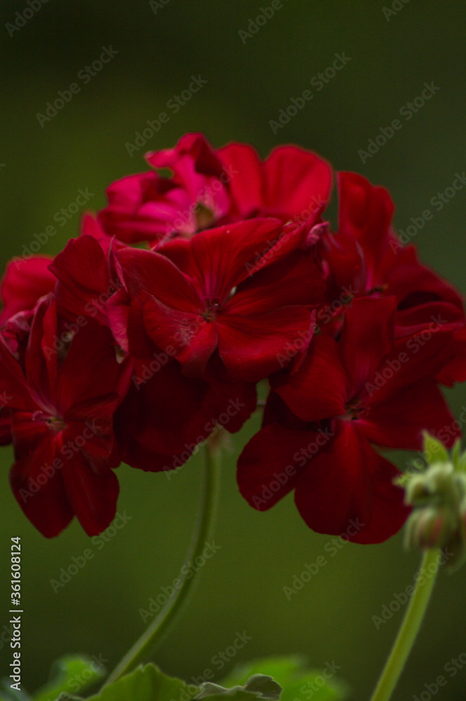 Closeup of a red flower Pelargonium with green background in the nature. Closeup of a red flower Pelargonium with green background in the nature.