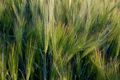 Ein Getreidefeld im Sommer. Die Feldfrüchte auch Cash Crop genannt sind kurz vor der Ernte. photo