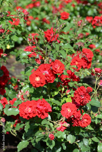 Red Rose variety Roter Korsaar flowering in a garden.