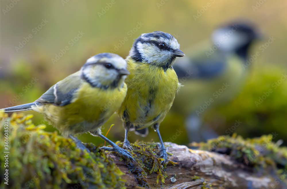 Young Eurasian blue tits (cyanistes caeruleus) sitting together for posing on mossy wooden branch at summer time Young Eurasian blue tits (cyanistes caeruleus) sitting together for posing on mossy wooden branch at summer time