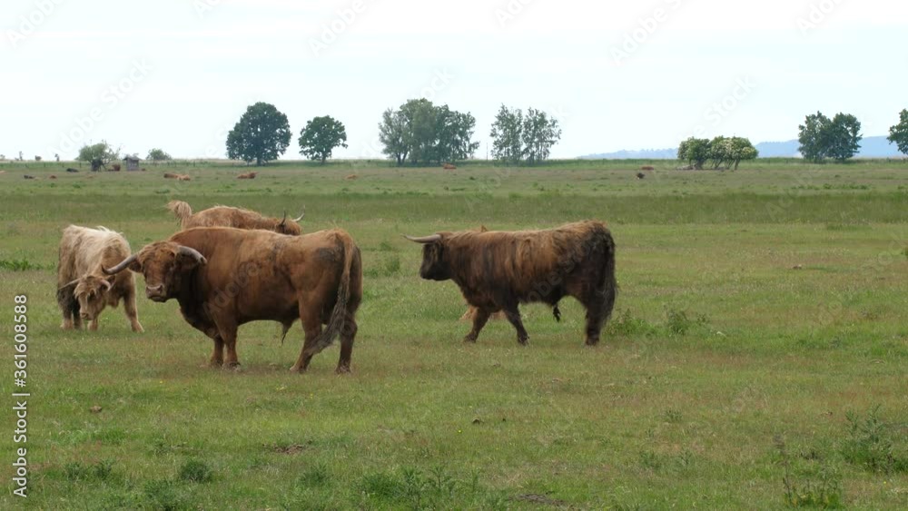 Herd of bullguard mountain cattle on pasture Herd of bullguard mountain cattle on pasture