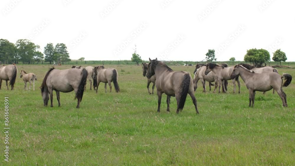 Herd of polish ponies in a wide open field on a windy day. Herd of polish ponies in a wide open field on a windy day.