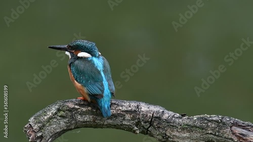 Common kingfisher (Alcedo atthis) female beating caught ninespine stickleback (Pungitius pungitius) fish against branch over water of pond and eating it