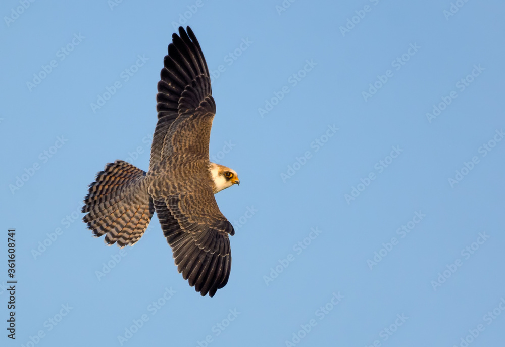 Fototapeta premium Young Red-footed falcon (Falco vespertinus) flies in blue sky with spreaded wings seen from above