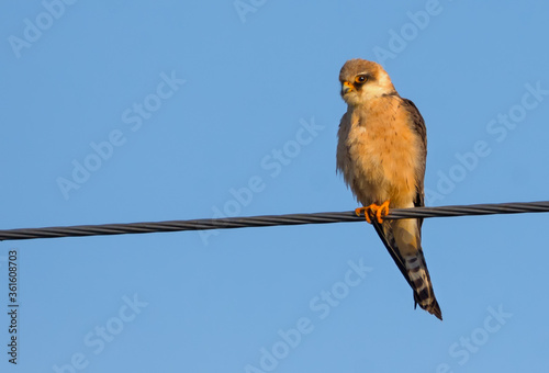 Female Red-footed falcon (Falco vespertinus) perched on power line with blue sky