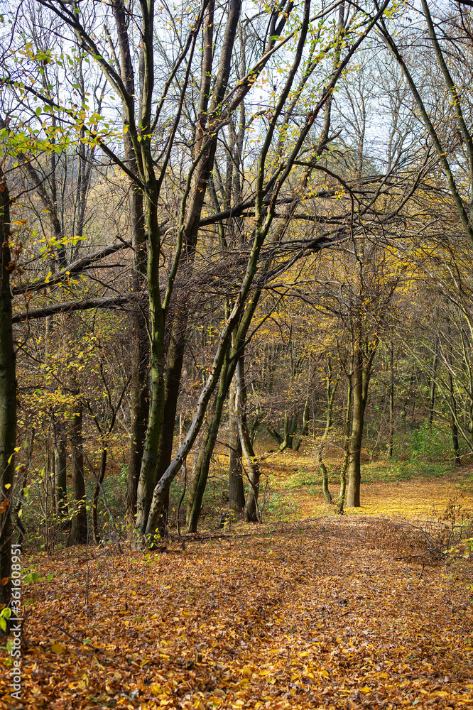Fototapeta premium Beautiful sunny autumn landscape with fallen dry red leaves, road through the forest and yellow trees.