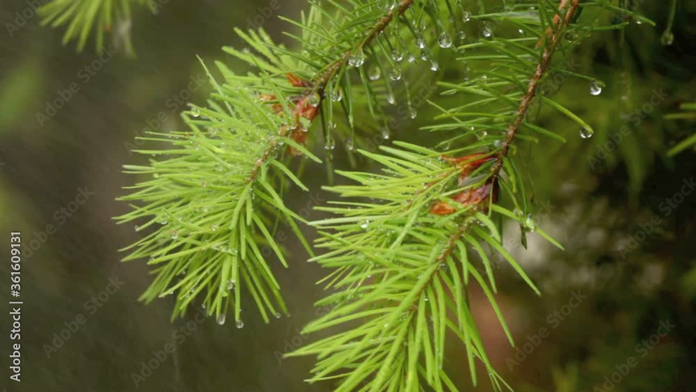 Close-up of evergreen needles in the rain. Close-up of evergreen needles in the rain.