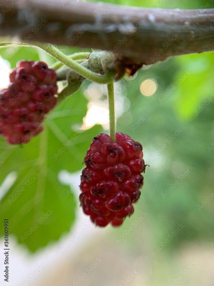 mulberry red mulberry red